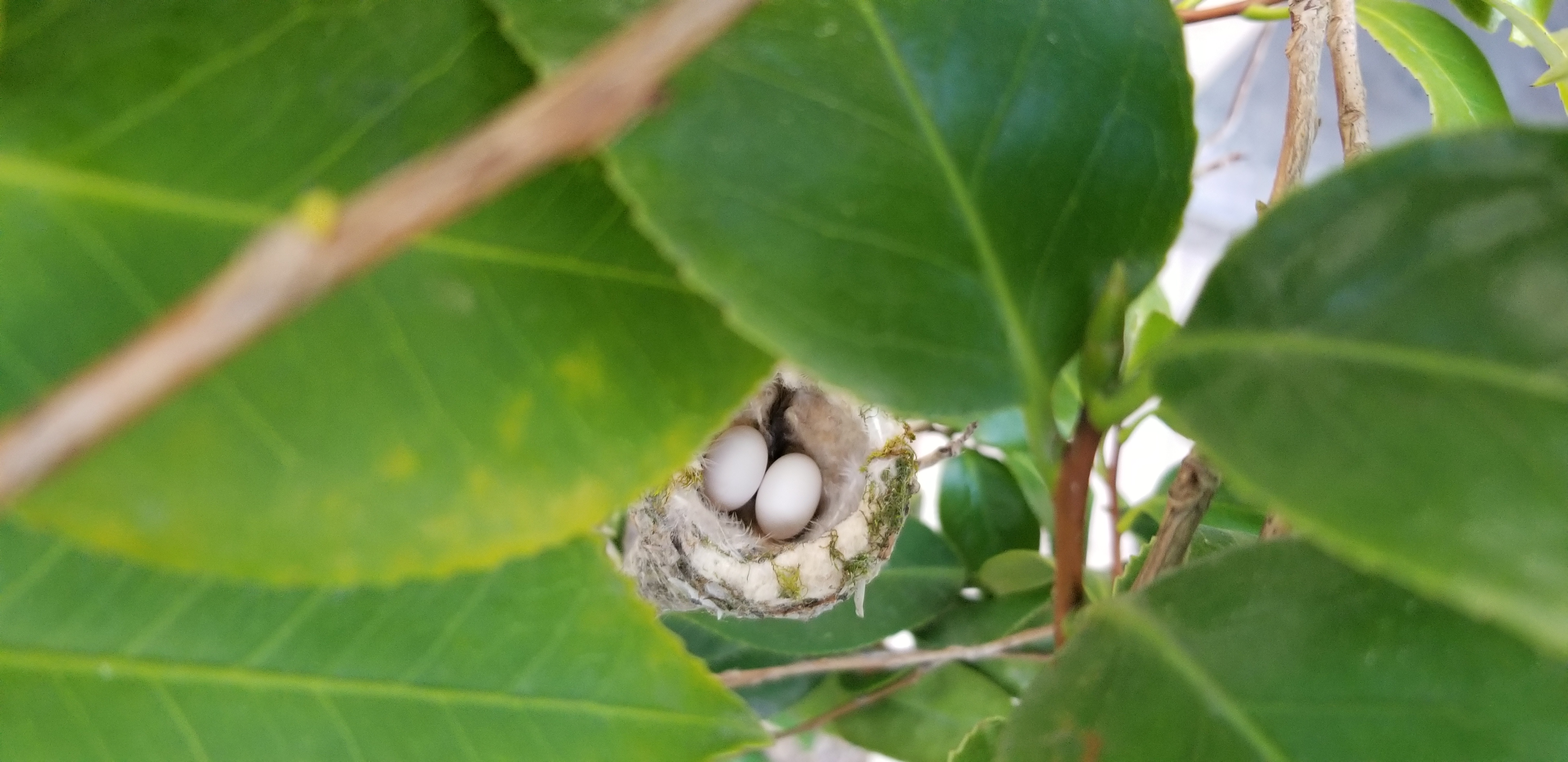 hummingbird nest viewed from above showing two eggs