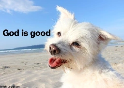 God is good cute beach dog