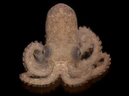 Octopuses could lose eyesight and struggle to survive if ocean temperatures keep rising, study finds