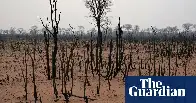 La pérdida mundial de bosques tropicales continúa a un ritmo de 10 campos de fútbol por minuto