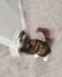 Blurry picture of a cat