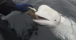 "Russian spy" beluga whale that was found dead "had multiple bullet wounds," animal rights group says