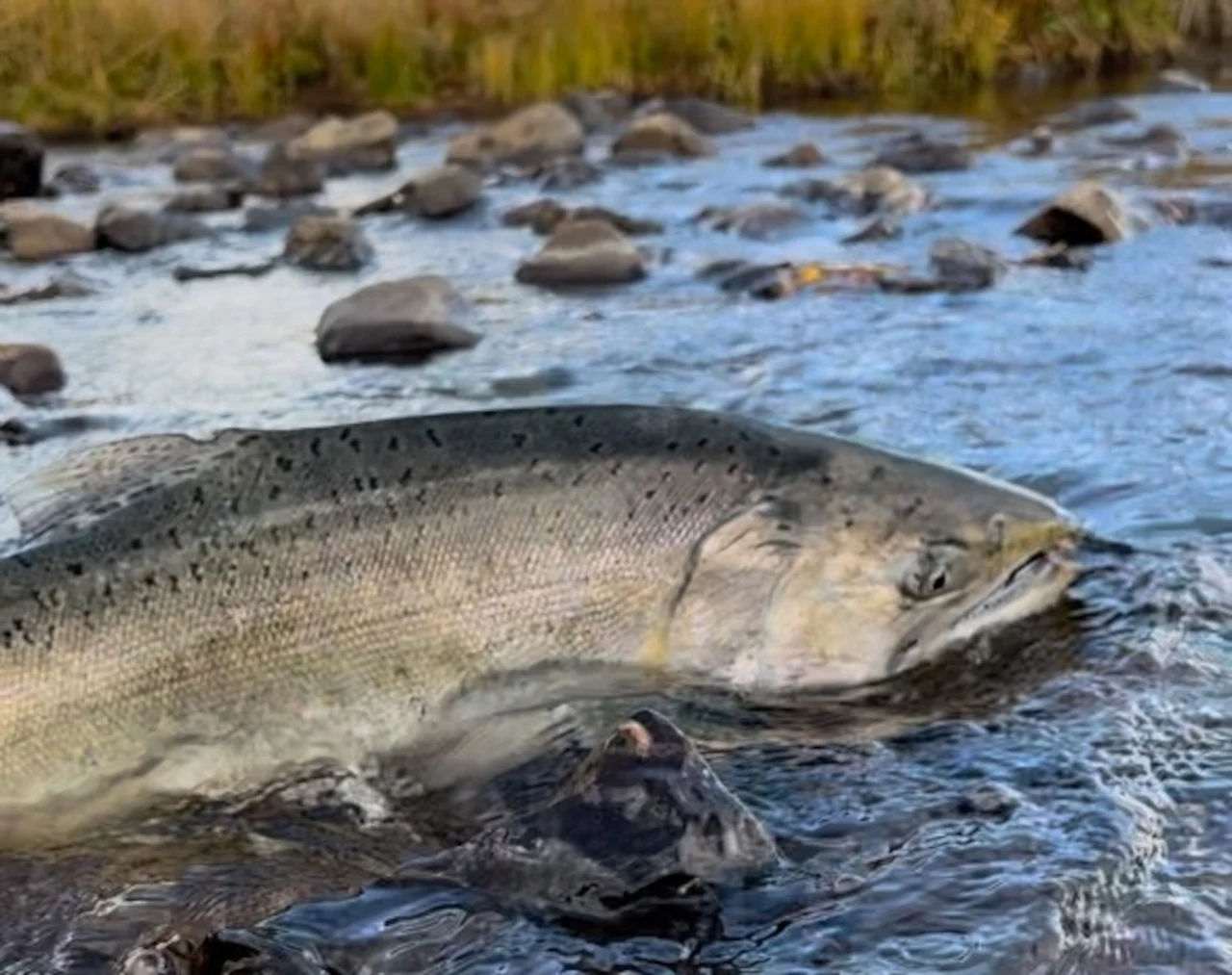 First salmon in over a century return to Oregon’s Klamath Basin after dam removal