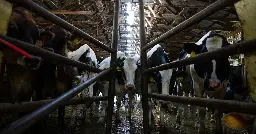 Bird flu has hit U.S. dairy cattle for the first time. Here's what it means for milk supply.