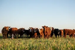 Global beef production to contract