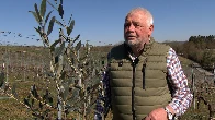Oliven statt Wein: Die ersten Winzer steigen um