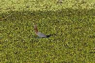 Rufescent Tiger-Heron (Tigrisoma lineatum) - Buenos Aires, Argentina - December 2023