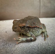 African Red Toad [OC]