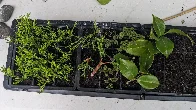 Over 50 cuttings planted today (left to right: Monterey Cypress, Ulmus parvifolia ‘Hokkaido’, and Camellia japonica)