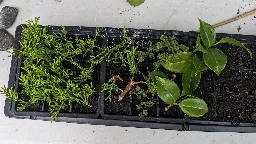 Over 50 cuttings planted today (left to right: Monterey Cypress, Ulmus parvifolia 'Hokkaido', and Camellia japonica) - #N$↓ Lemmy