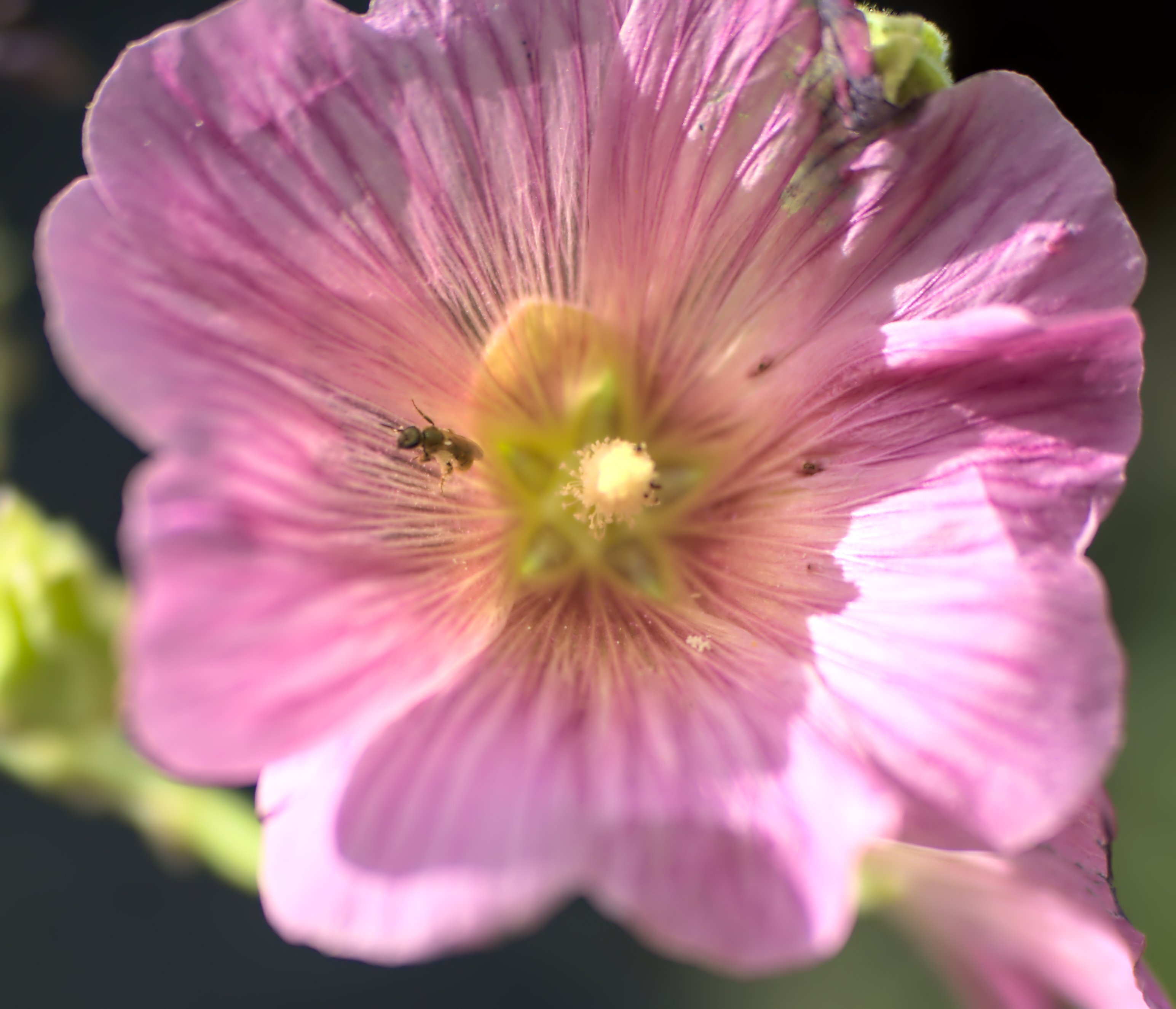 I'm not sure if this is a bee butt or not, but it does appear to have pollen coated rear legs