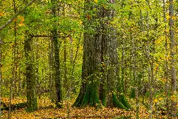 Obiekt Światowego Dziedzictwa UNESCO Puszcza Białowieska bez wycinek i sztucznych nasadzeń! Apel organizacji pozarządowych