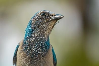 Florida Scrub-Jay