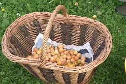 VIDEO. "Un fruit chargé d'histoire... et de goût" : en Haute-Saône, la récolte de la mirabelle locale a débuté