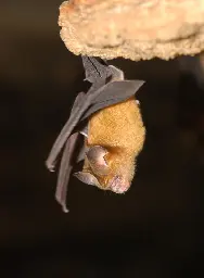 Lower biodiversity means more pathogens - Study investigates coronavirus dynamics in bats