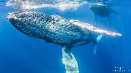 Kauai Now : Study unveils humpback whales found in deep tropics during breeding season