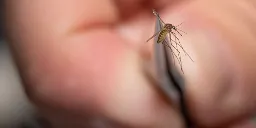 Town urges curfew over mosquito-spread disease that kills up to 50% of people