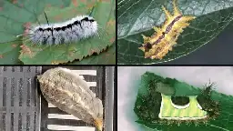 Stinging caterpillars are being spotted around San Antonio