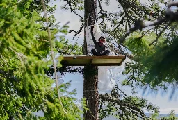 In Win for Community, Forest Defenders Stop Old Growth Logging After Three Week Blockade in Oregon