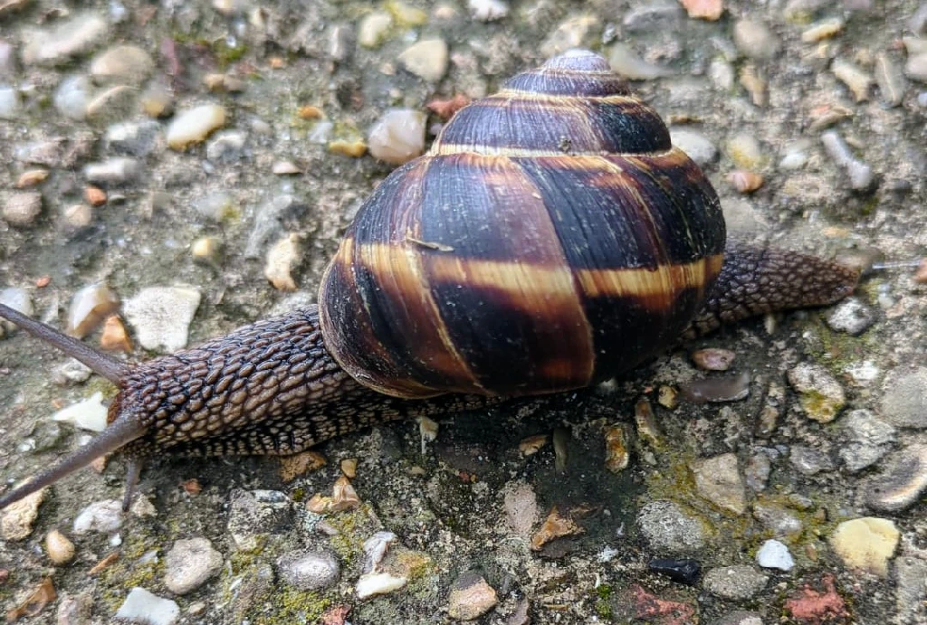 Photo of a snail