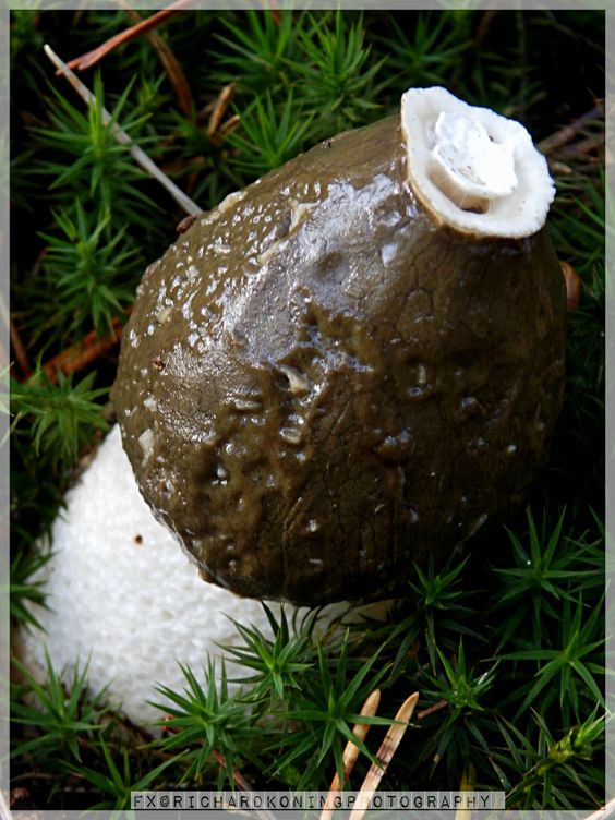 mushroom looking like a dick