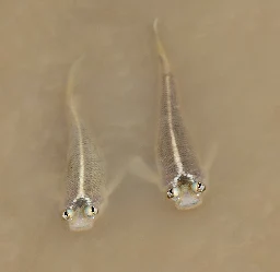 Four-eyed fish - Wikipedia