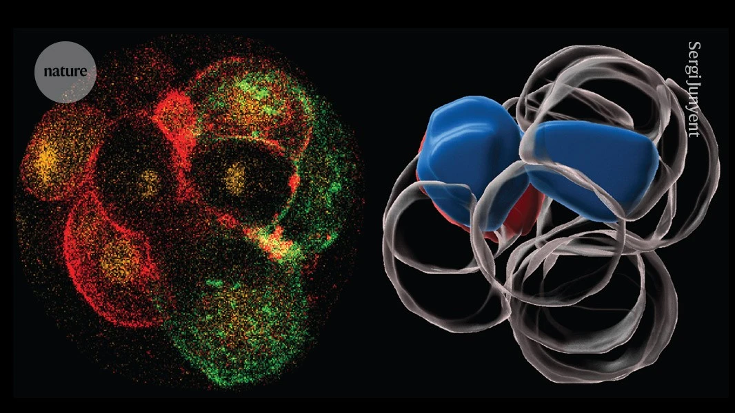 Human embryos embrace asymmetry to form the body