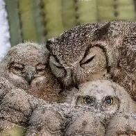 Cactus Cuddles