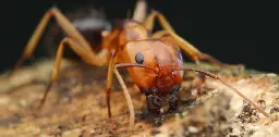 Would you trust an ant to amputate your limb? Science is showing they are skilled surgeons