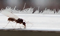 Vast swarms of amorous flying ants are flitting around tonight, landing in ears and hair, raining on cars and dropping into people's frappes