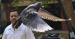 Pigeon detained on suspicion of spying released after eight months
