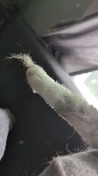 Toe fluff