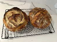 Bi-weekly sourdough boules