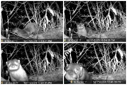 A river otter took a selfie in Ridley Creek, ending a 100-year absence for ‘the most elusive aquatic animal in Pa.’