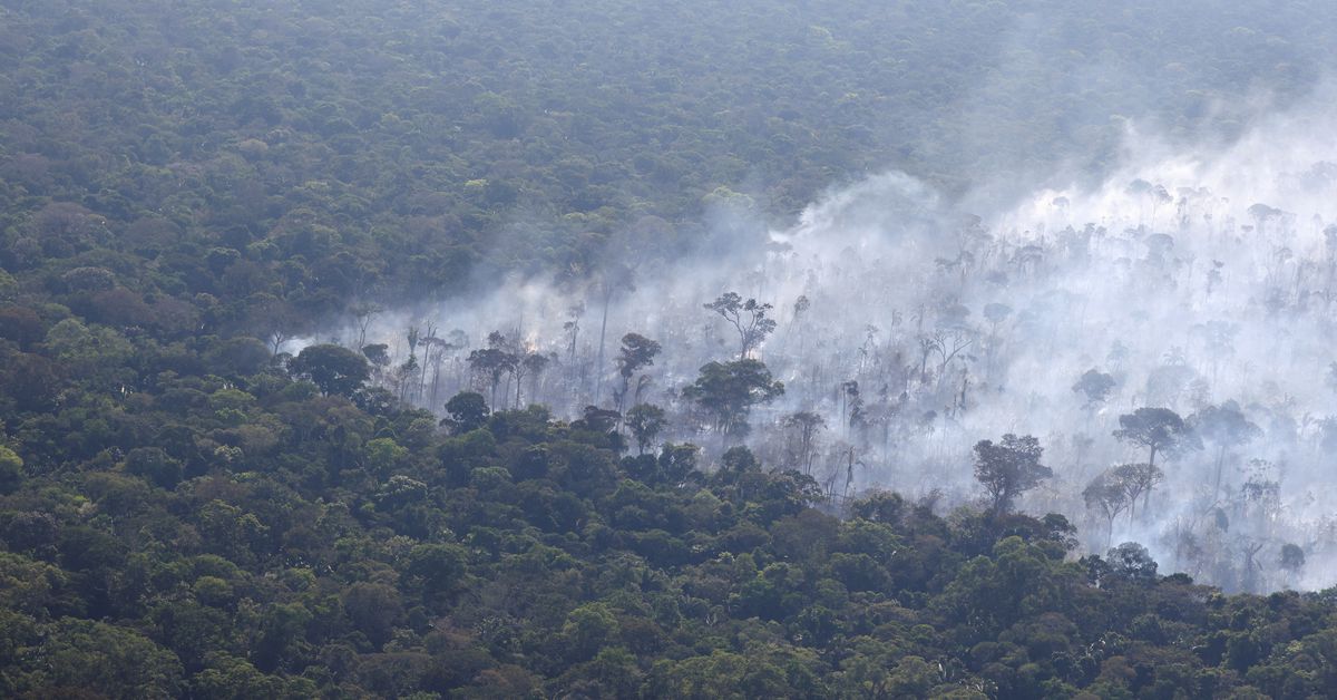 Environmentalists step up Amazon monitoring as fire season picks up