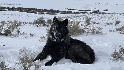 Federal judge denies cattle industry’s request to temporarily halt wolf reintroduction in Colorado