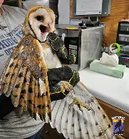 Exuberant Barn Owls