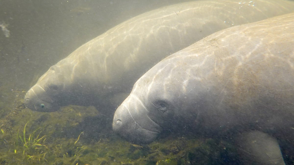 Researchers say vital seagrass is dying off at rapid rates in Florida