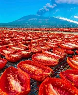 Sun drying tomatoes at the foot of Mount Etna in Sicily