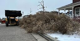 Iconic Old West tumbleweeds roll in and blanket parts of suburban Salt Lake City