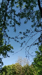 Some clouds and trees