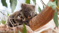 [OC] A young koala climbs along a branch