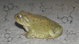 From Toad Toxin to Medicine: The Promise of 5-MeO-DMT