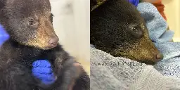 Wildlife officials give update on bear cub pulled from tree in viral video