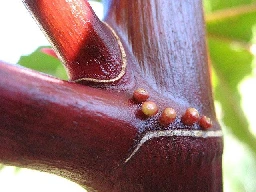 Nectarios extraflorales: una golosina para las hormigas