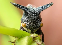 Treehoppers secretly communicate by making plants vibrate