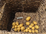 Harvested potatoes today!