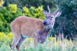 A mysterious Maine deer is turning purple but nobody knows why