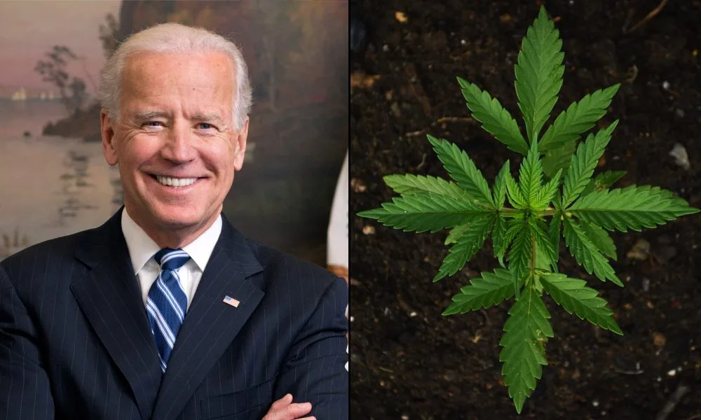 Biden Stands To Gain Double-Digit Political Support If Marijuana Is Rescheduled, Poll Of Likely Voters Shows - Marijuana Moment