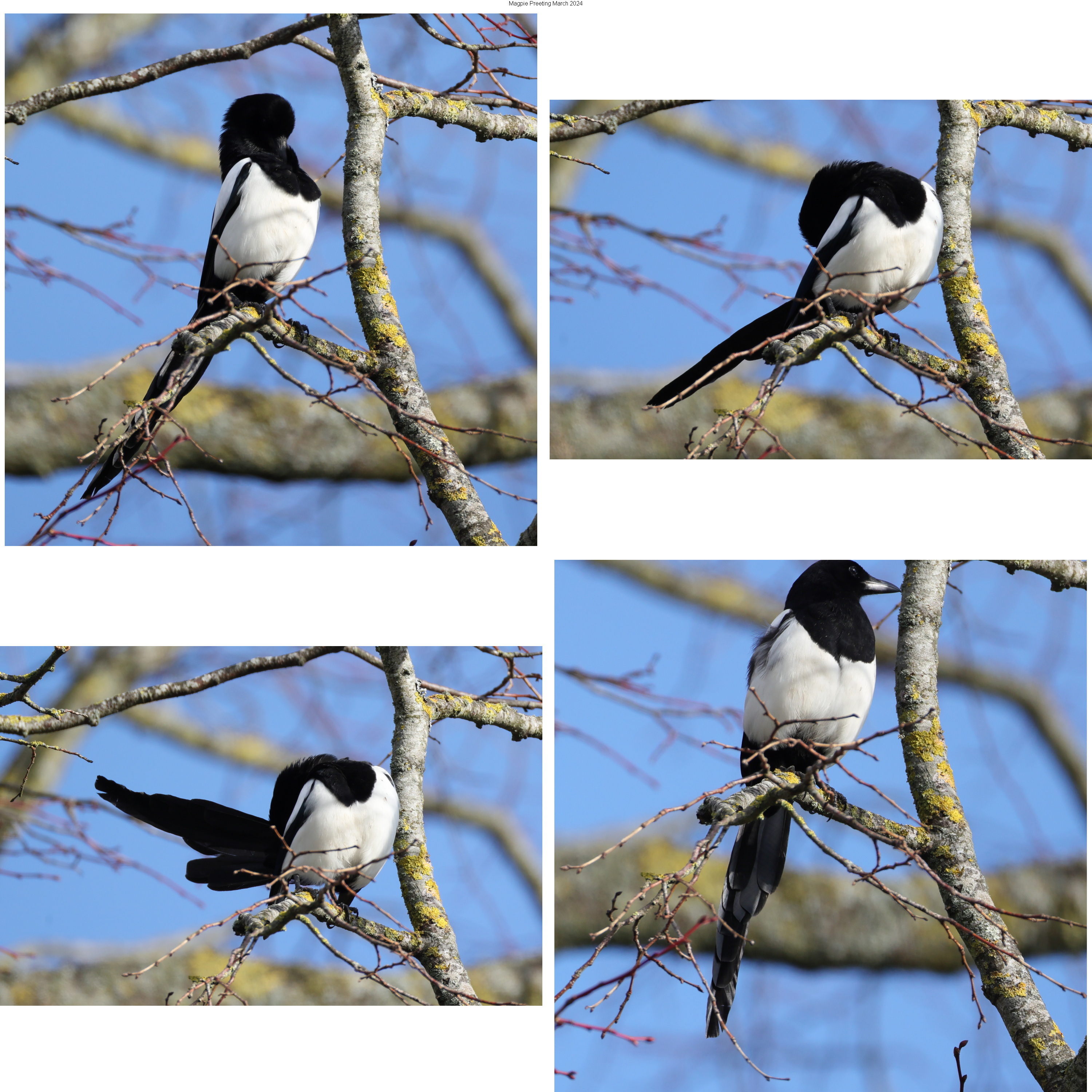 Preening Magpie